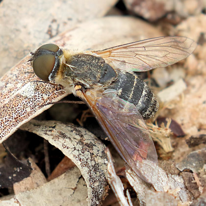 Bee-fly (Villa sp) (Villa sp)